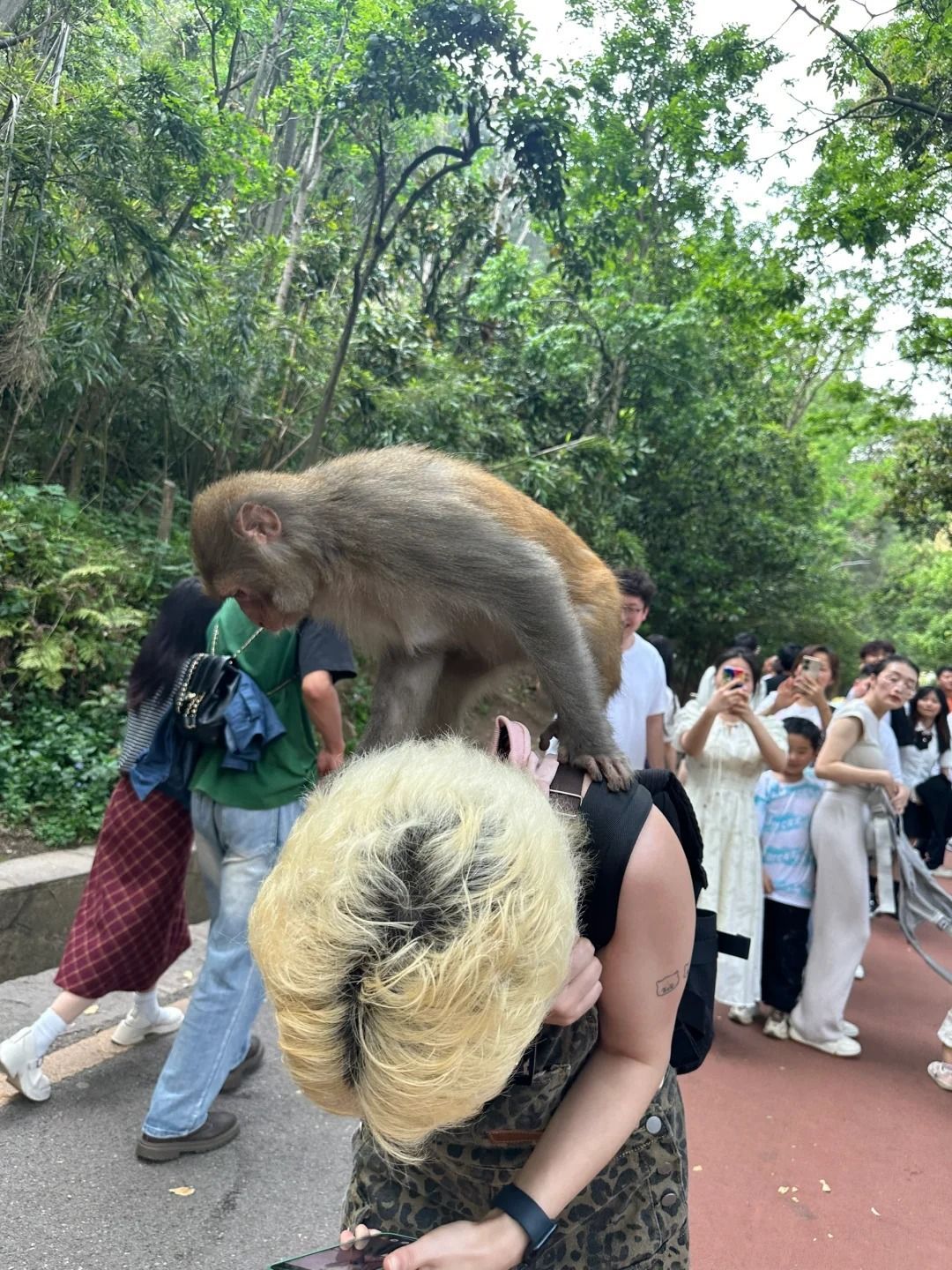 图片1