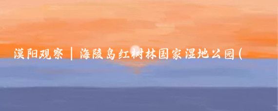 漠阳观察｜海陵岛红树林国家湿地公园(红树林湿地公园旅游)